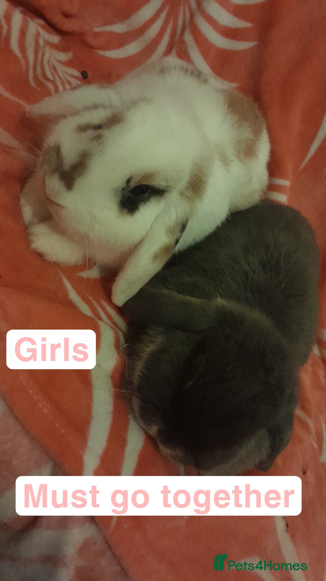 Mixed Breed rabbits for sale: Female rabbits - Advert 1