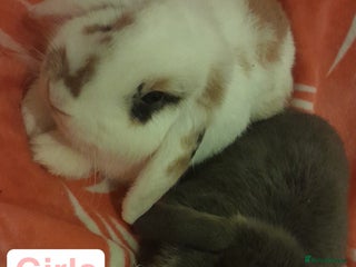 Mixed Breed rabbits Female rabbits - Advert 1