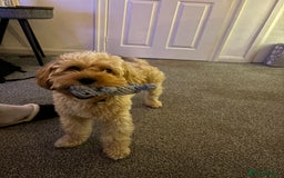 Cavapoo dogs for sale: F1 Cavapoo Male  - Image 2