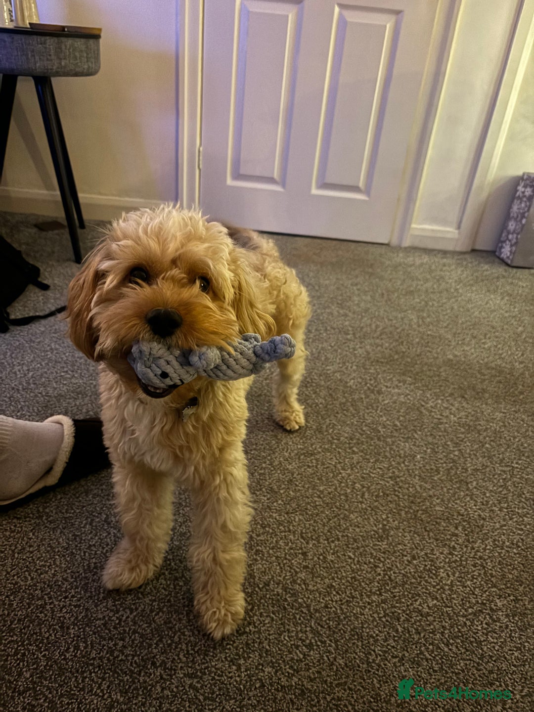 Cavapoo dogs for sale: F1 Cavapoo Male  - Image 2