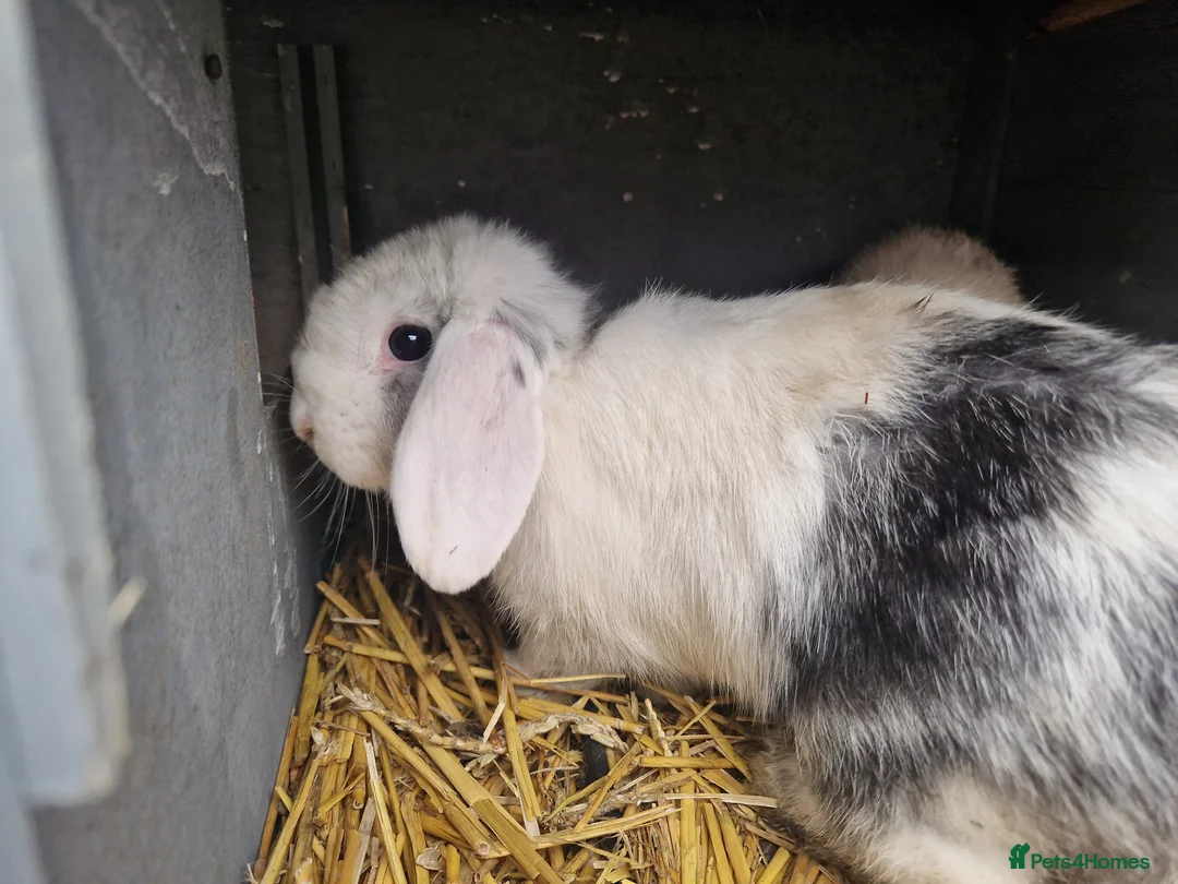 Mini Lop rabbits for sale: Super Cute Purebred Mini Lop Babies- m and f  - Advert 11