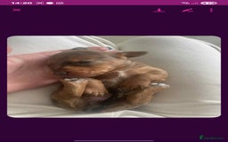 Dachshund dogs for sale: Dachshund tweenies for sale - Image 22