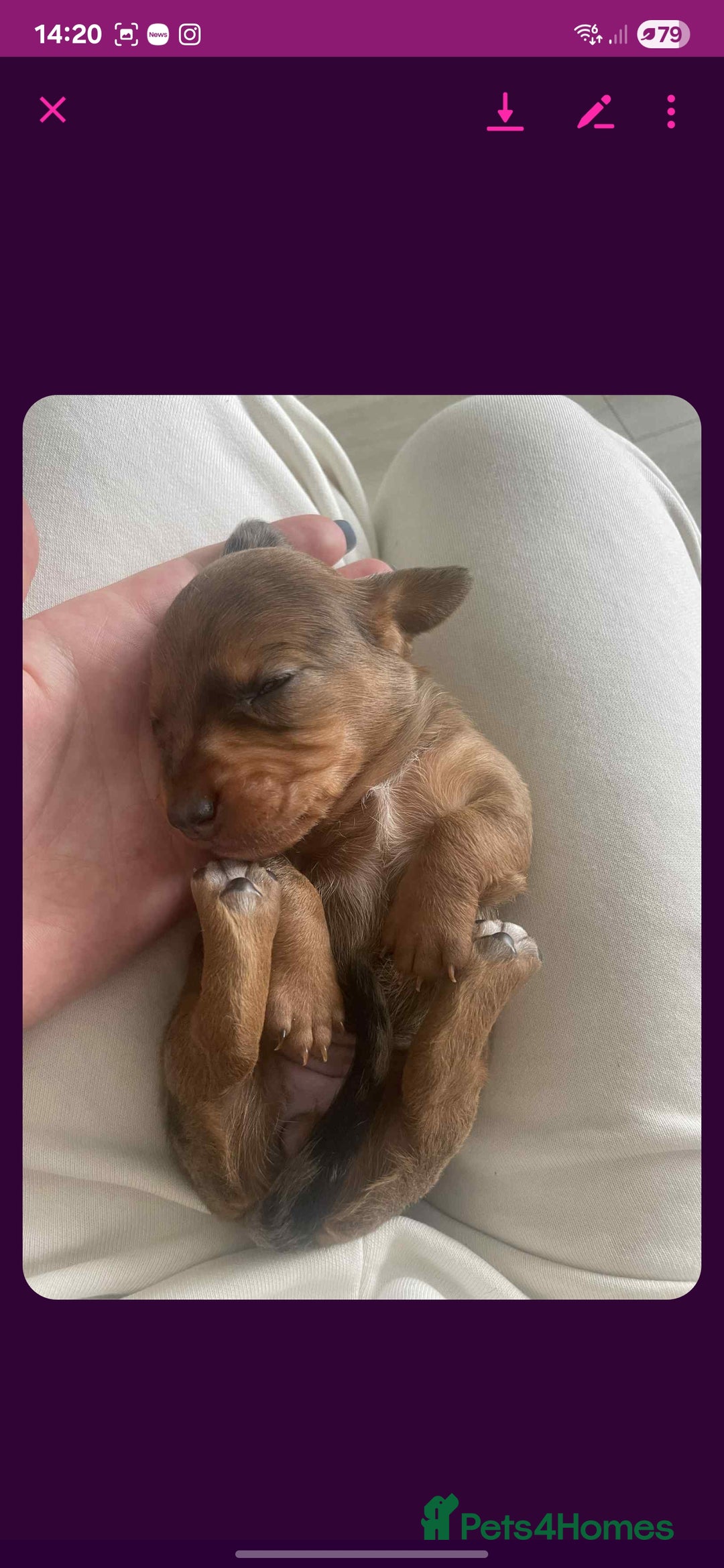 Dachshund dogs for sale: Dachshund tweenies for sale - Image 22