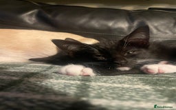 Bengal cats for sale: Pair of part bengal Tuxedo Kittens  - Image 1