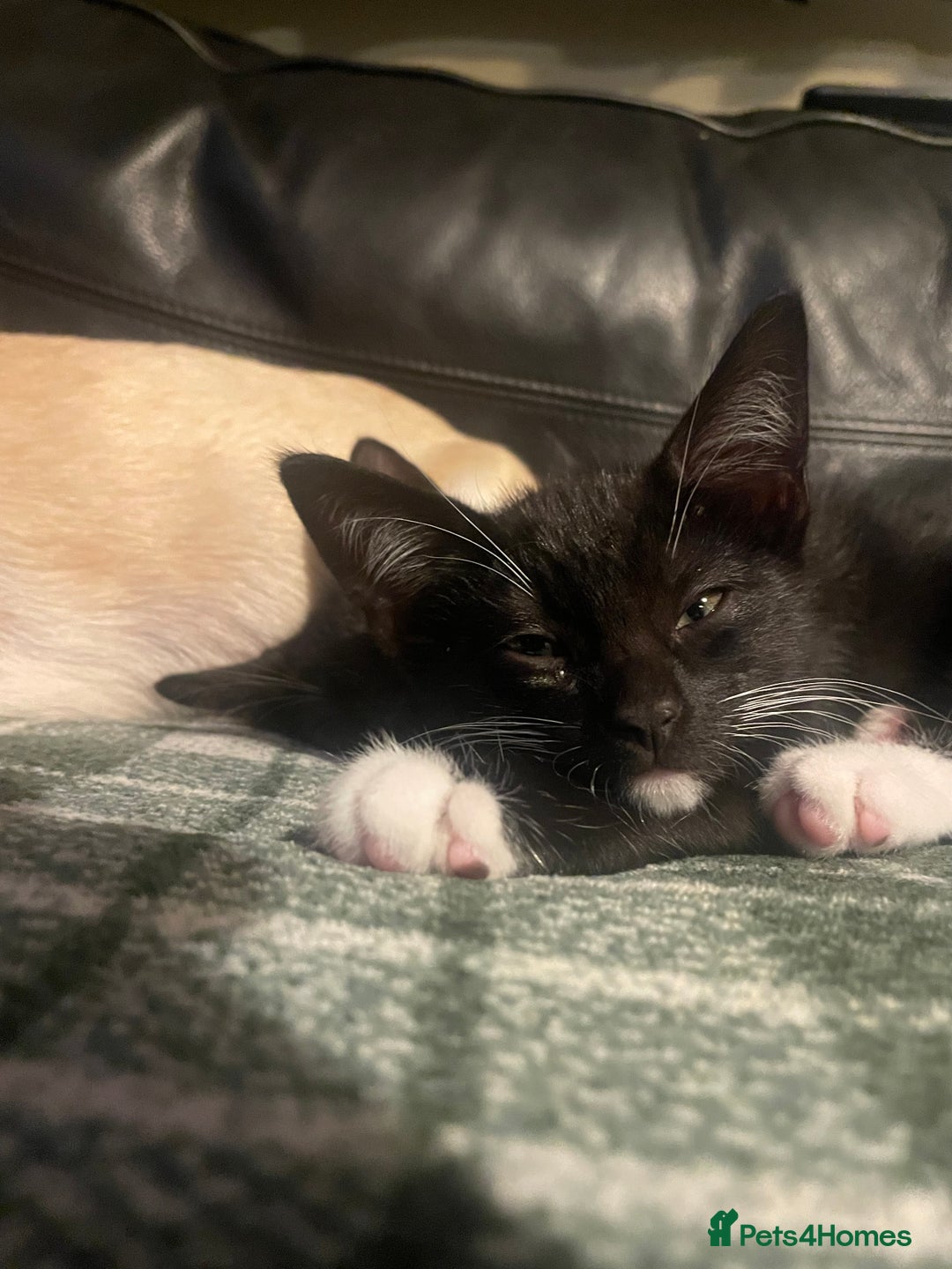 Bengal cats for sale: Pair of part bengal Tuxedo Kittens  - Image 1