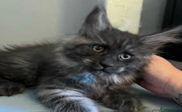 Maine Coon cats in Leeds - Advert 14