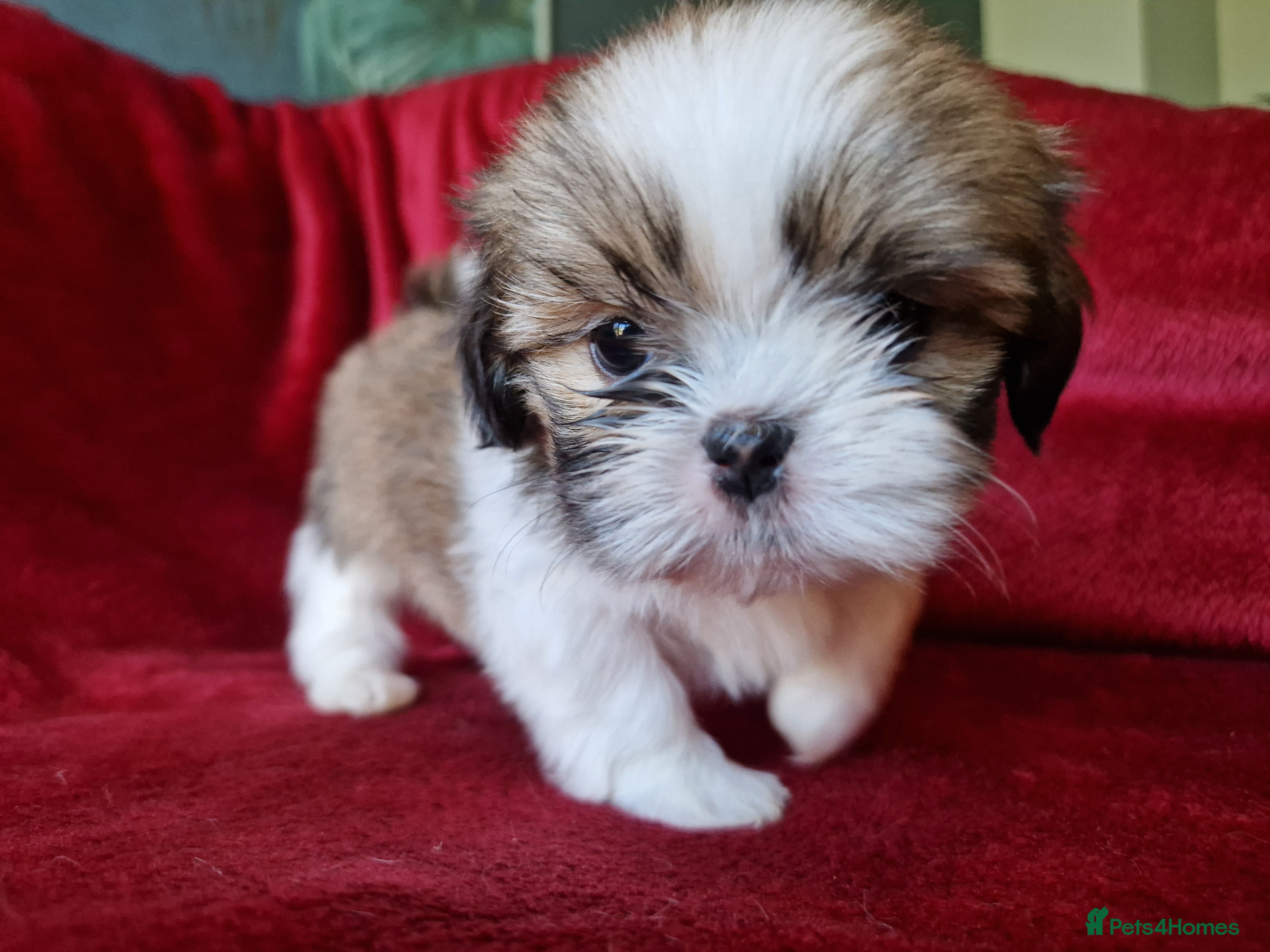 Shih Tzu dogs Miniature Shih-tzu's  - Advert 2