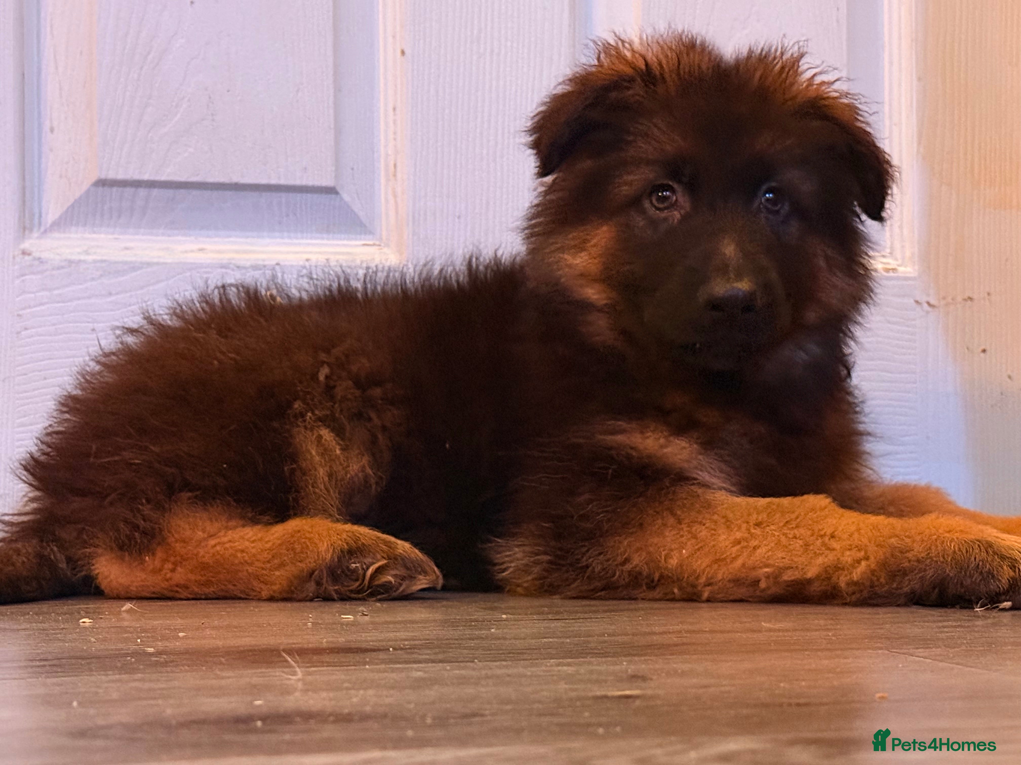 German Shepherd dogs ⭐️German Shepherd long haired puppies⭐️ - Advert 10