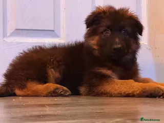 German Shepherd dogs ⭐️German Shepherd long haired puppies⭐️ - Advert 10