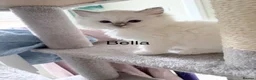 Ragdoll cats for sale: Ragdoll kittens rare lilac point mitted - Advert 18