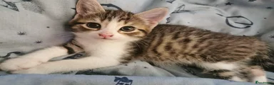 Norwegian Forest Cat mixt Kitten 1