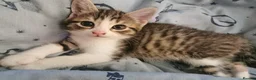 Norwegian Forest Cat cats for sale: For Sale - Advert 3