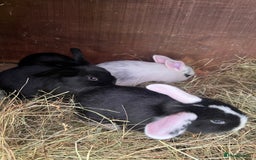 Mixed Breed rabbits for sale: Baby bunnies - Image 6
