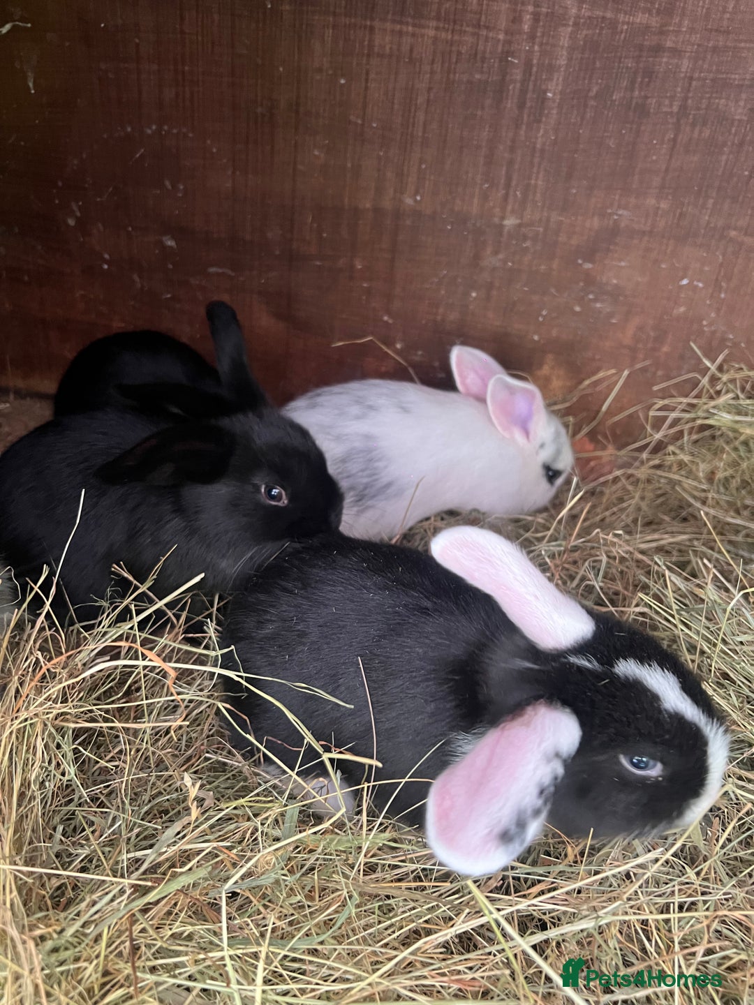 Mixed Breed rabbits for sale: Baby bunnies - Image 6