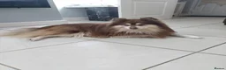 Pomsky dogs for stud:  Reggie the F3 pomsky for stud  - Advert 7