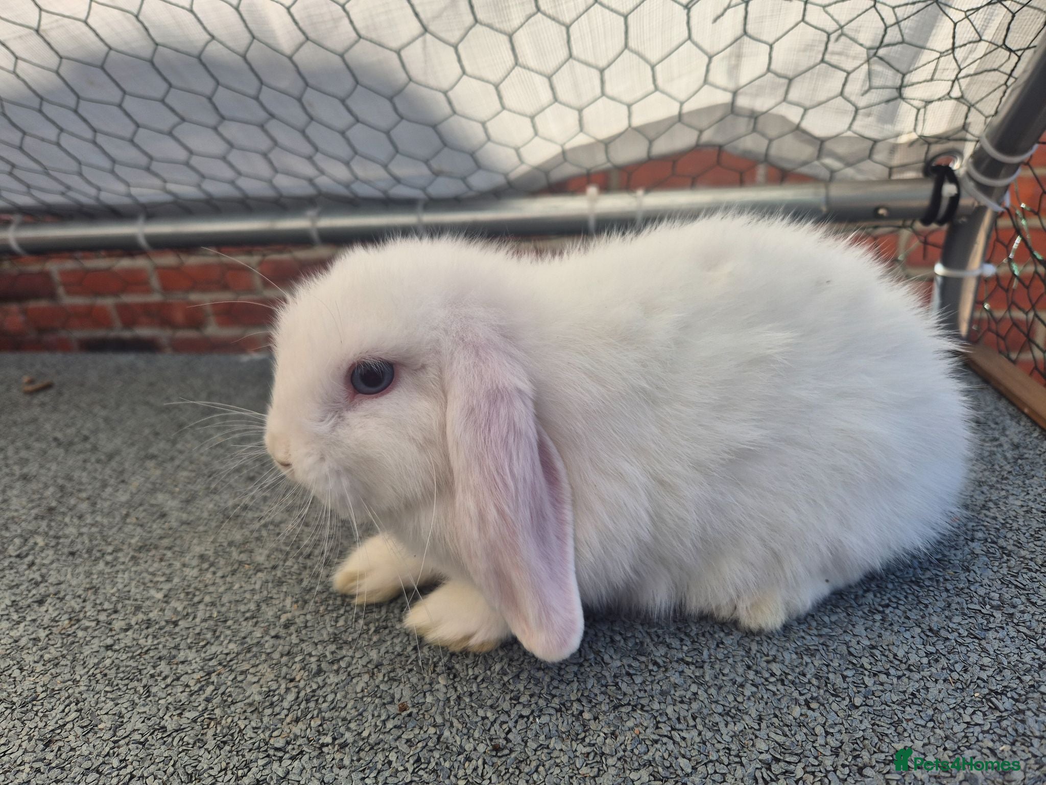 Mini Lop rabbits Last 3 girlie's ready now  - Advert 2