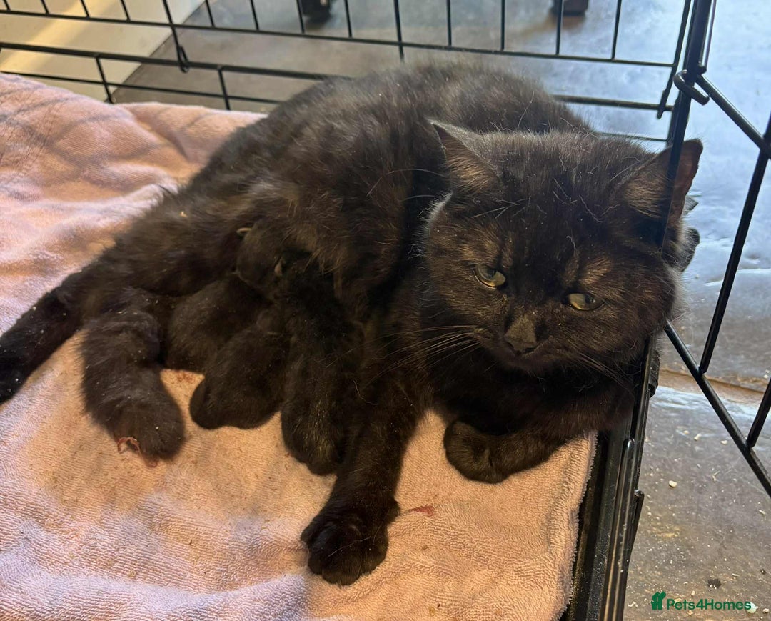 British Shorthair cats for sale: British Short Hair X Kittens - Image 7