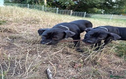 Staffordshire Bull Terrier dogs for sale: Staffy Puppy's for sell in Liverpool - Image 3