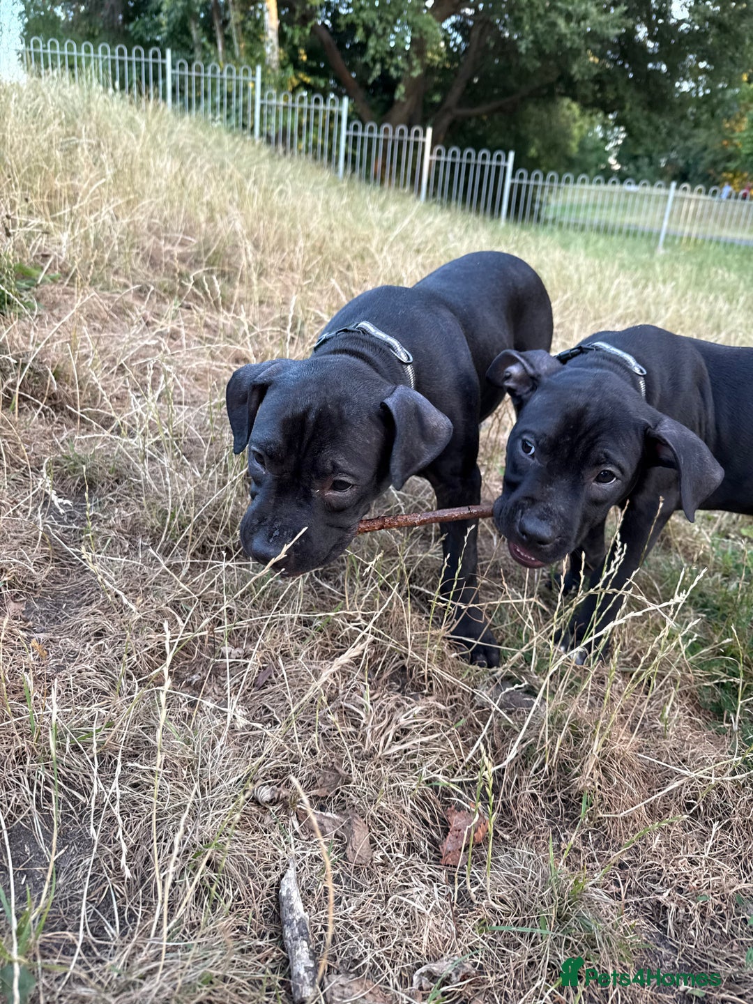 Staffordshire Bull Terrier dogs for sale: Staffy Puppy's for sell in Liverpool - Image 3