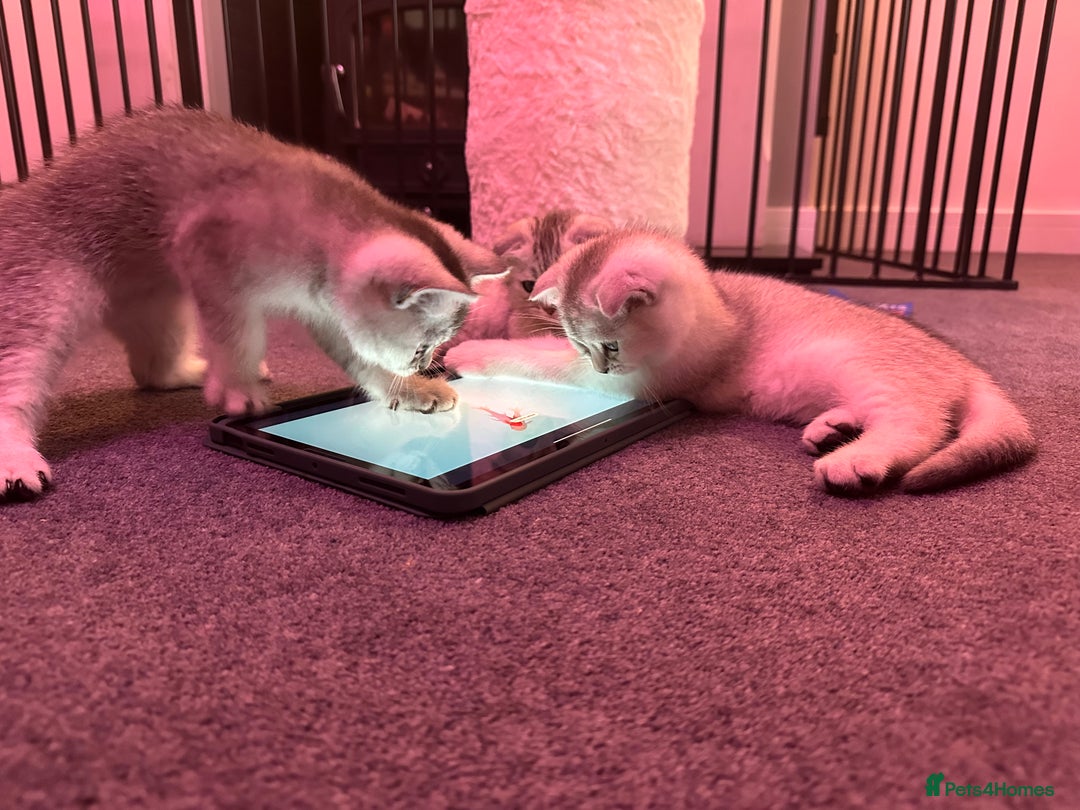 Scottish Fold cats for sale: Scottish fold/straight kittens (girls) - Image 7