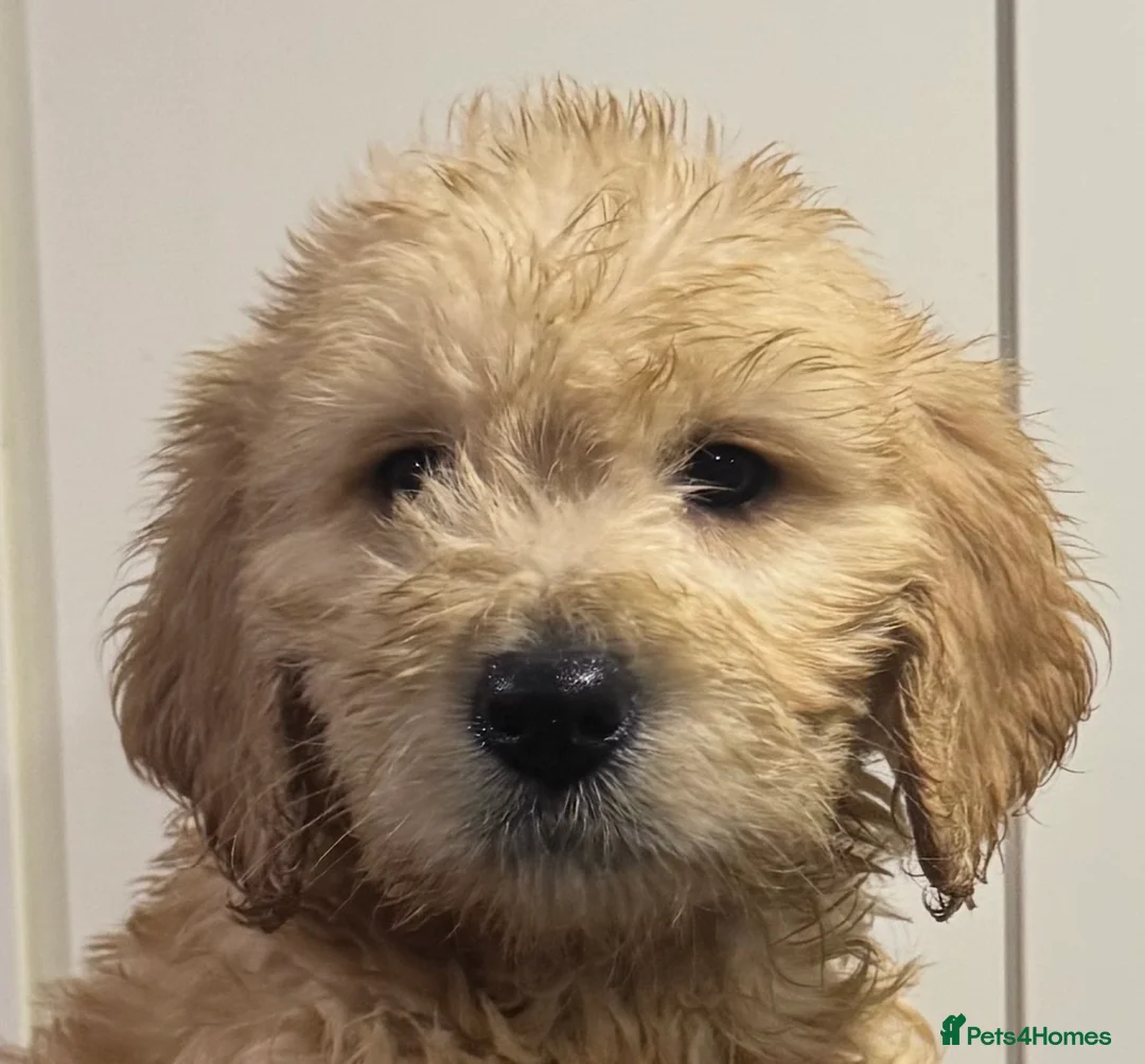 Mini Goldendoodle dogs for sale: Health-checked Happy Fluffy Puppies - Advert 7