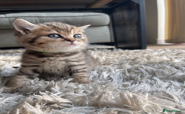Scottish Fold cats - Advert 3