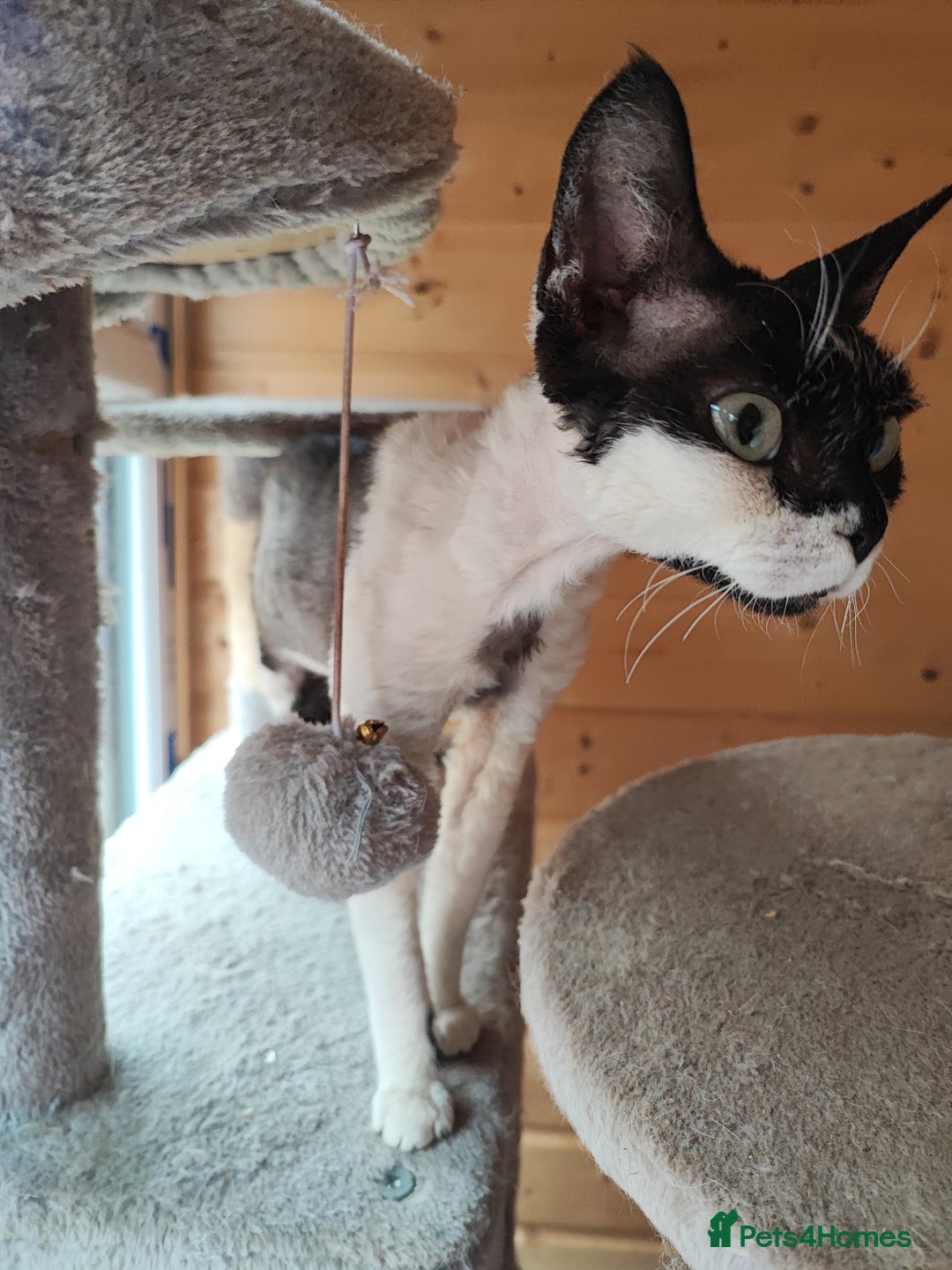 Munchkin cats for sale: Munchkin x Devon rex  - Image 16