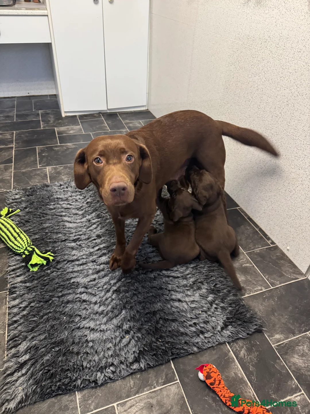 Labrador Retriever dogs for sale: Gorgeous Chunky Chocolate KC Girl - Advert 8