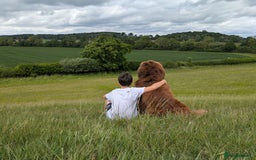 Newfoundland dogs for stud: Brown newfoundland stud  in Alcester - Image 37