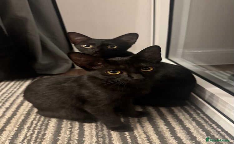 Mixed Breed cats - Advert 6