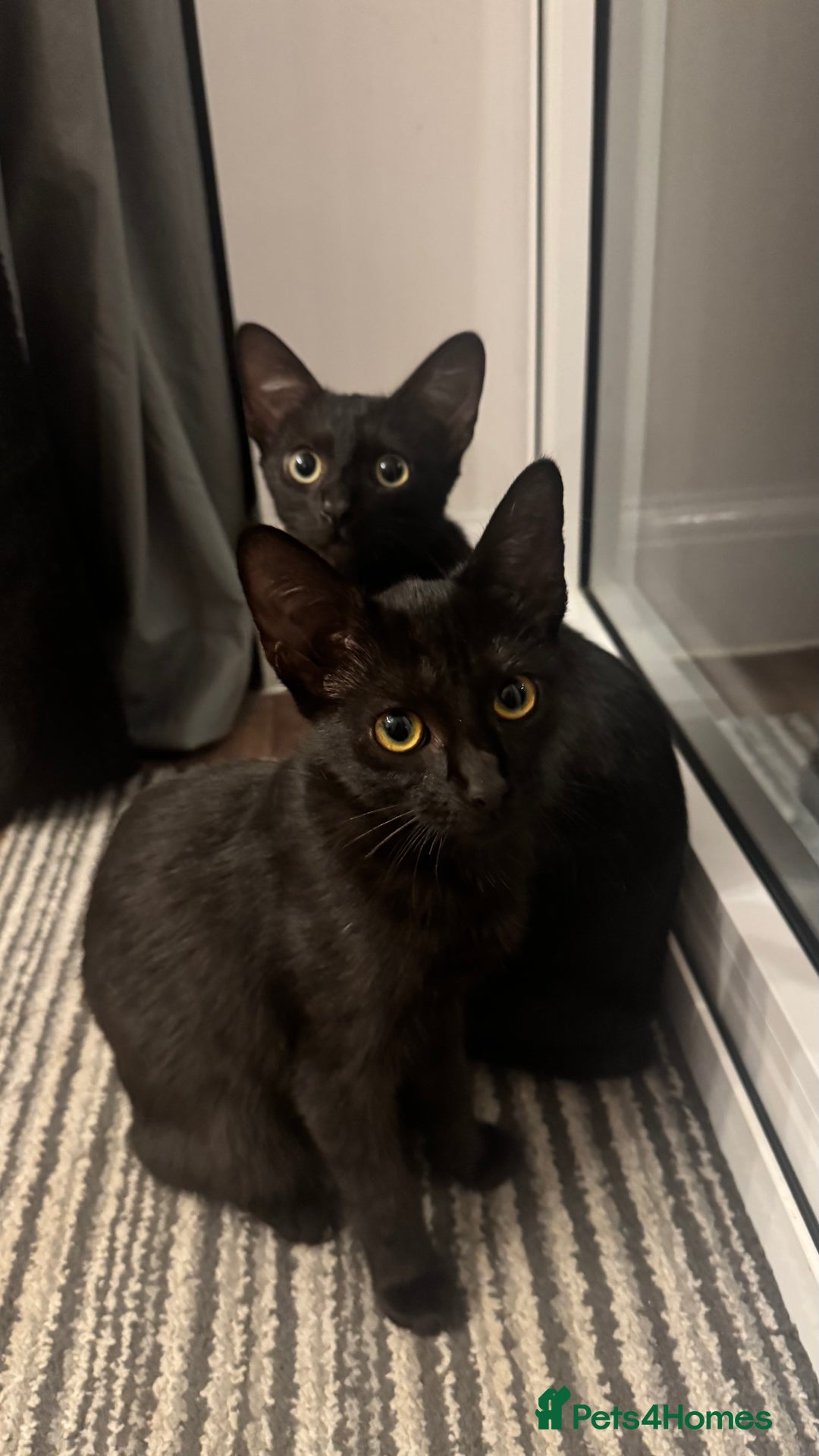 Mixed Breed cats for sale: 6 month old black mixed oriental Boy  - Image 1