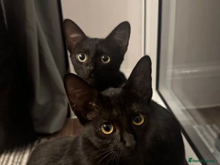 Mixed Breed cats - Advert 30