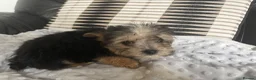 Morkie dogs for sale: Gorgeous Morkie puppies  - Advert 11