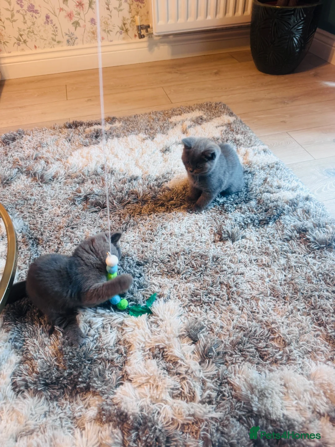 British Shorthair cats for sale: Beautiful Active British Shorthair Kittens 🐾 in Hyde - Advert 21