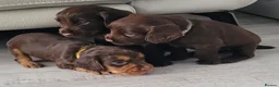Cocker Spaniel dogs for sale: Kc registered working cocker spaniel puppies in Rotherham - Advert 11