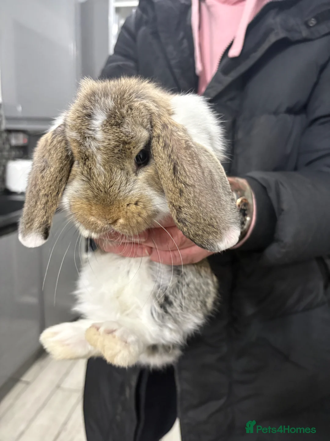 Mixed Breed rabbits for sale: Selection of young rabbits  - Advert 4