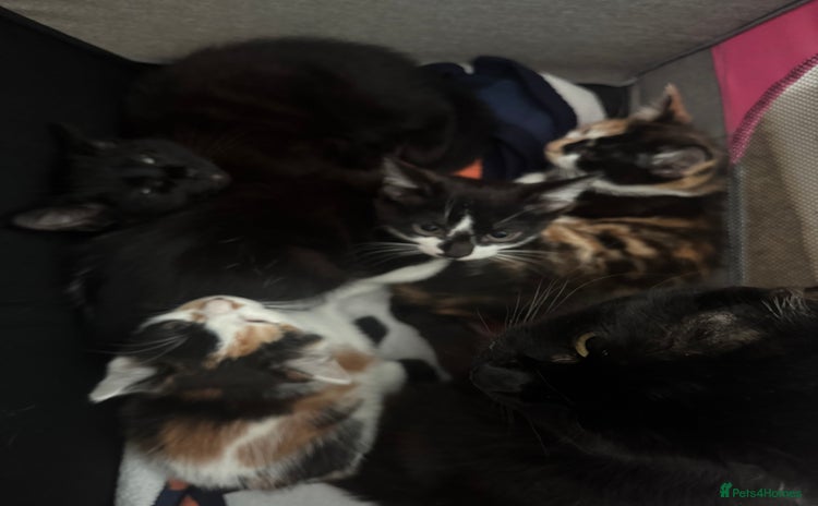 Mixed Breed cats - Advert 2