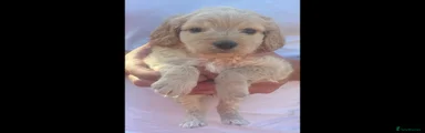 Cockapoo 4