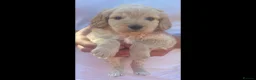 Cockapoo dogs for sale: 5 gorgeous cockapoo puppies  - Advert 8