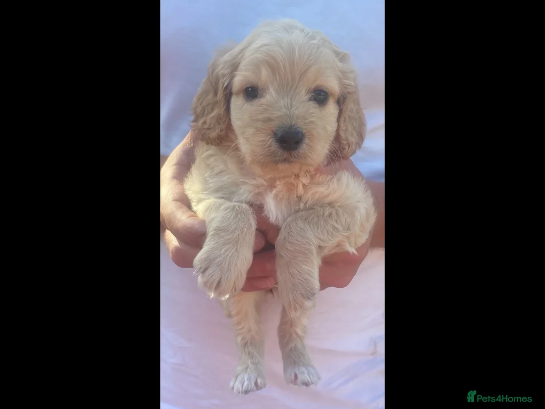 Cockapoo dogs for sale: 5 gorgeous cockapoo puppies  - Advert 8