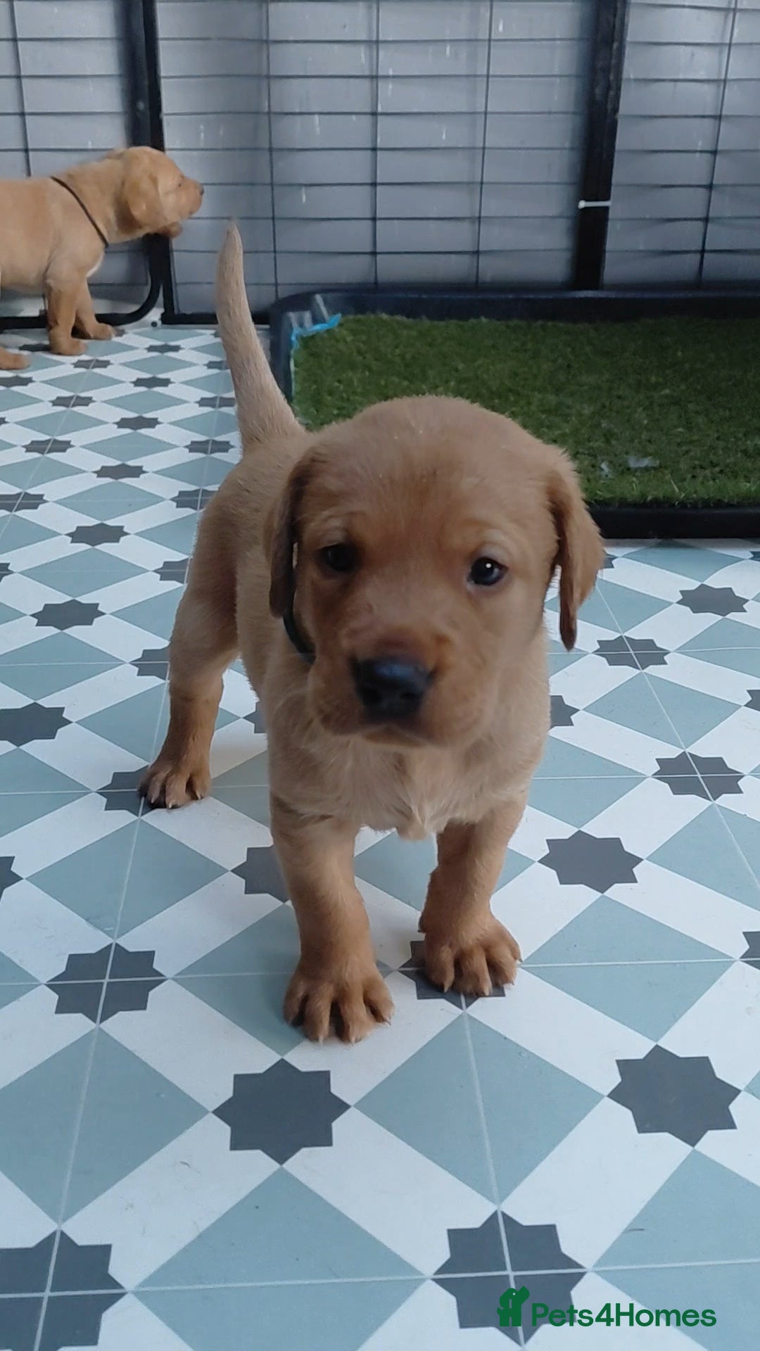 Labrador Retriever dogs Dark Foxred with Champion Working Boodline - Advert 2