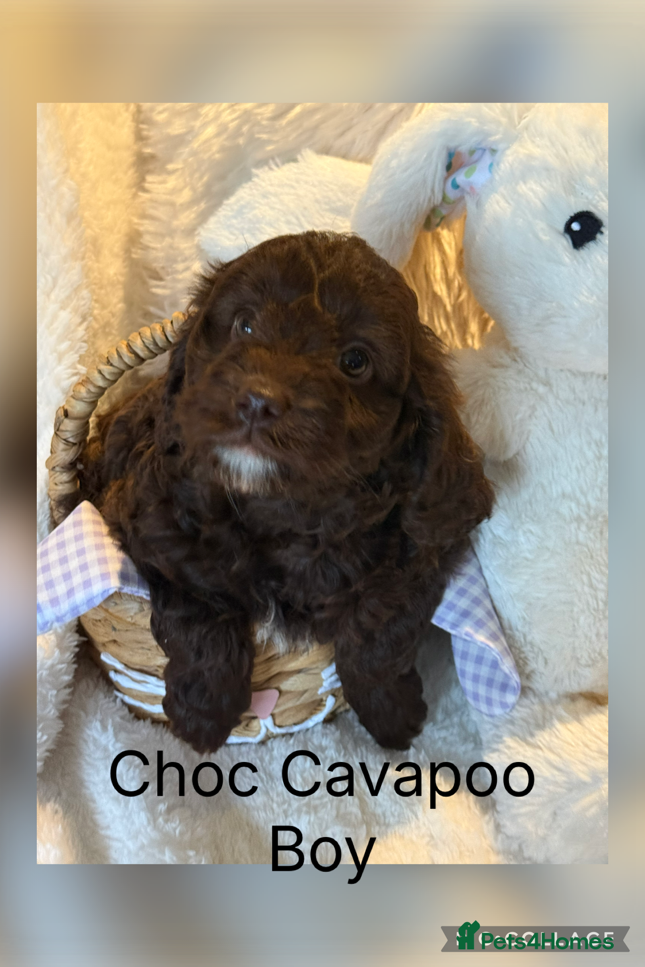 Cavapoo dogs Our First Ever F1 Choc  Cavapoo Boy - Advert 3