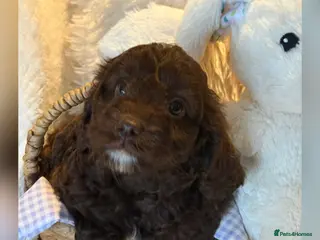 Cavapoo dogs Our First Ever F1 Choc Cavapoo Boy - Advert 3