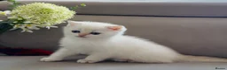 British Shorthair cats for sale: 🌟Adorable Golden Pure BSH kittens 🌟 - Advert 9