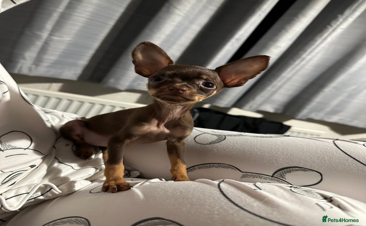 Russian Toy Terrier dogs - Advert 1