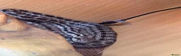 Rat Snake reptiles for sale: 4 Lined Rat Snake Male - Advert 5