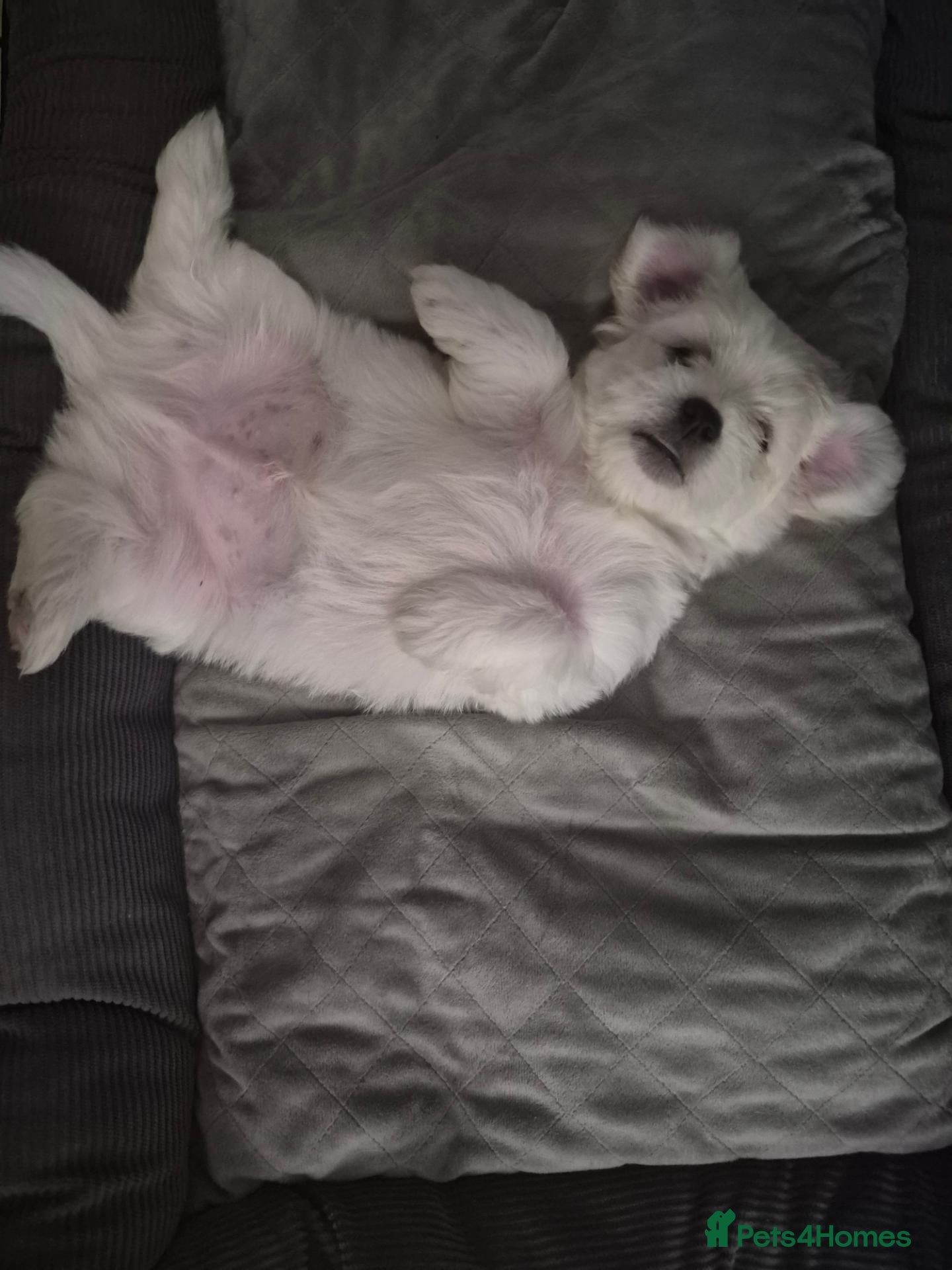 Mixed Breed dogs Maltese-Bichon puppies for sale 4 boys available - Advert 11
