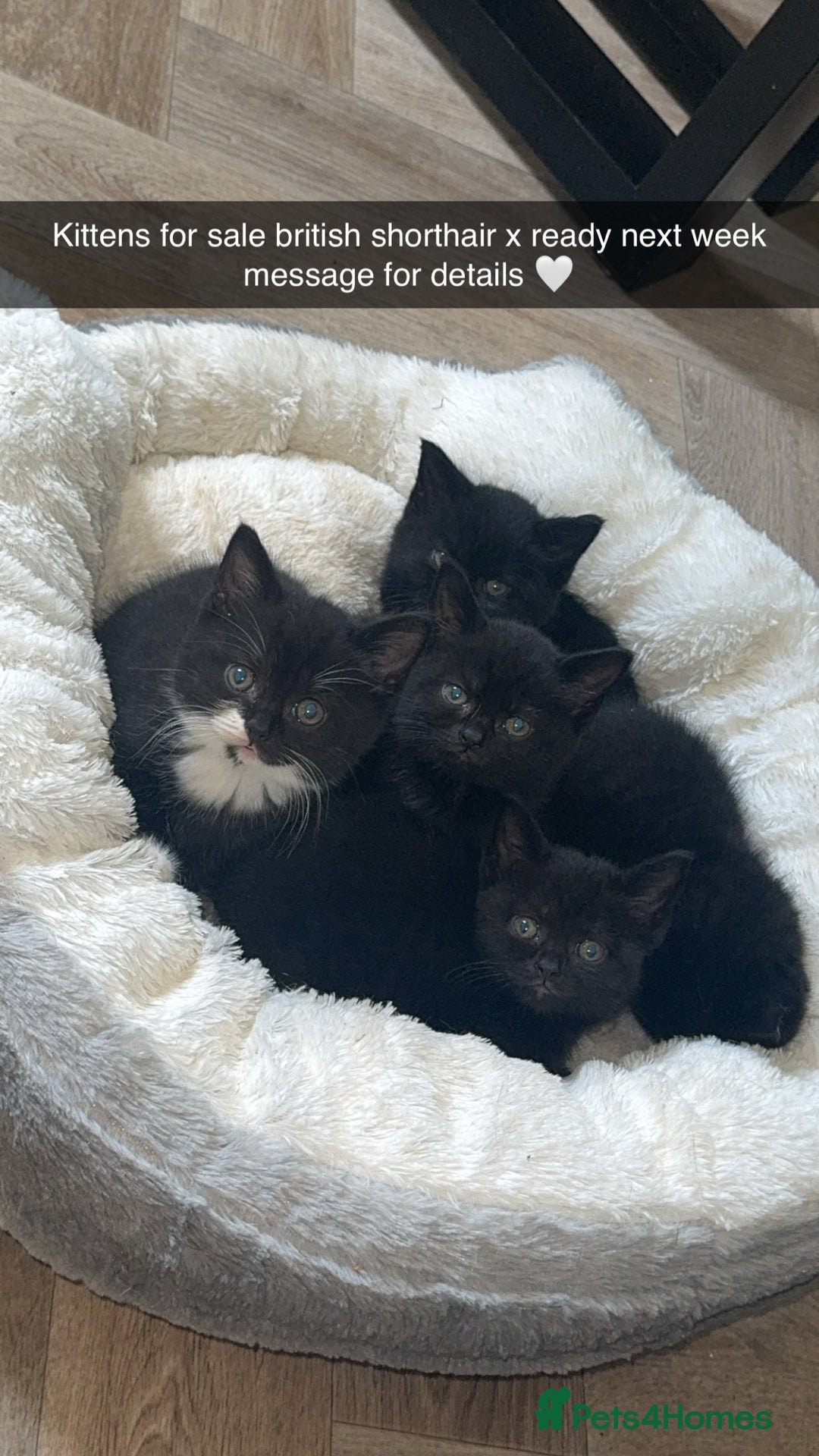 British Shorthair cats for sale: British short hair X 3/4 - Image 4