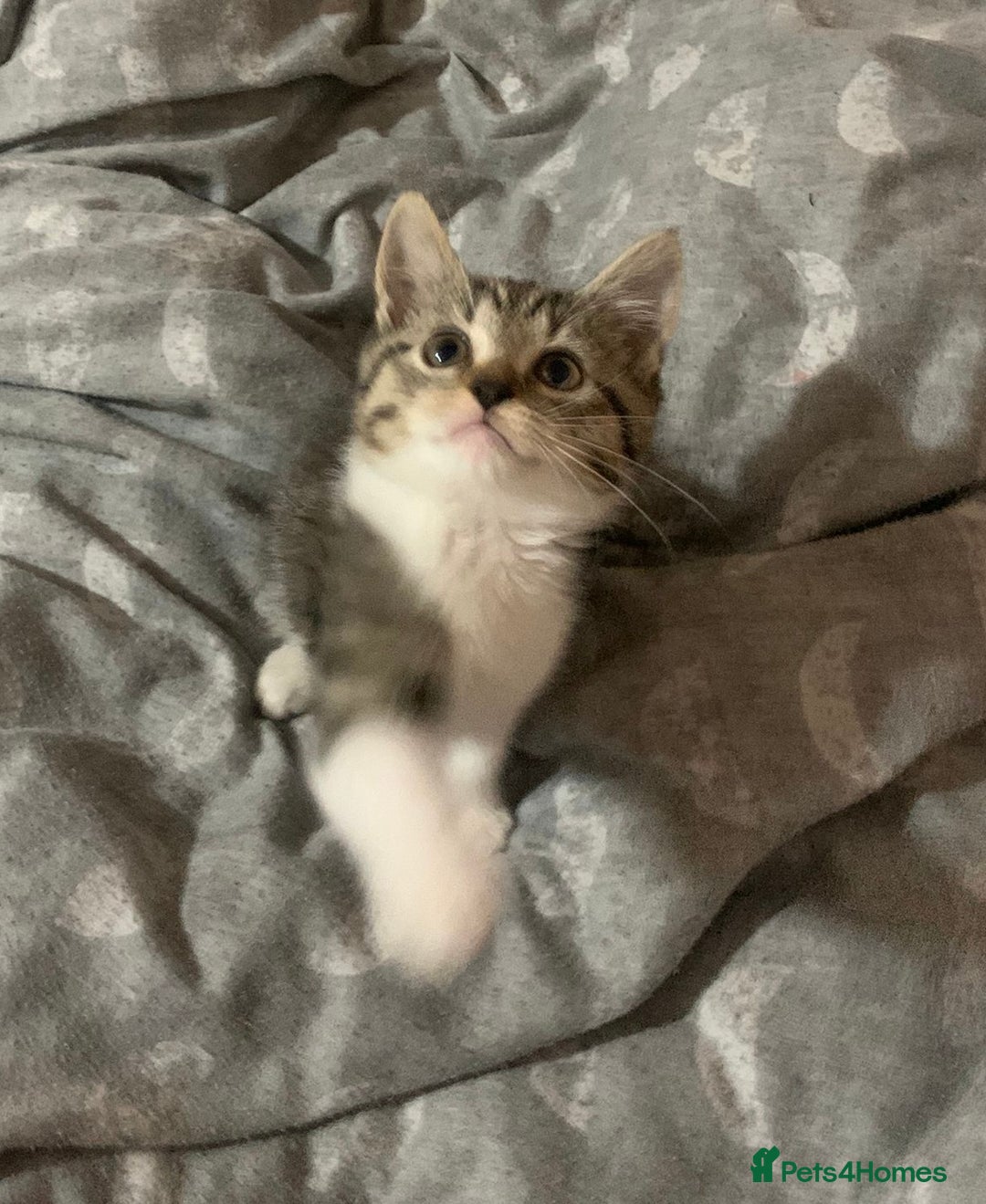 Mixed Breed cats for sale: Half Siberian Kittens, One boy left - Advert 4