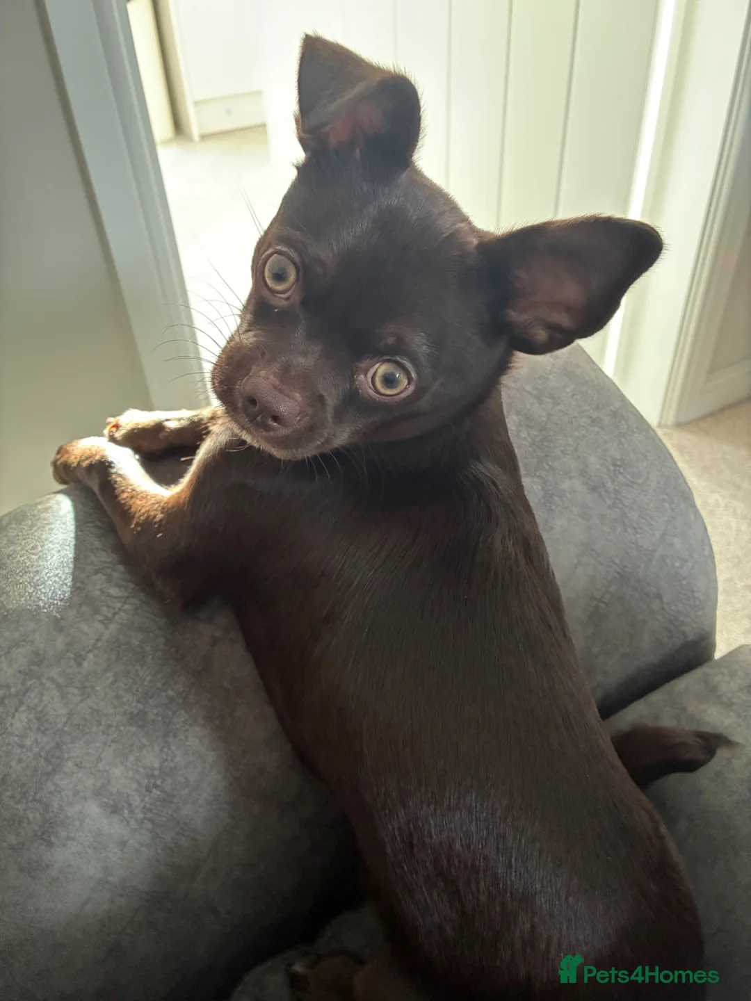 Chihuahua dogs for sale: 7 month old male chihuahua  - Advert 1